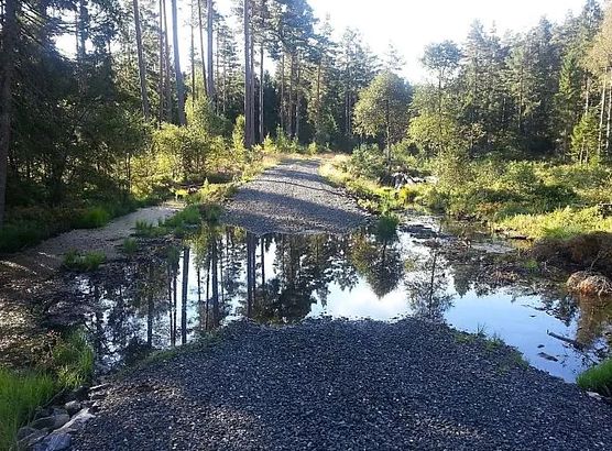 Bygge skogsvei: En omfattende guide