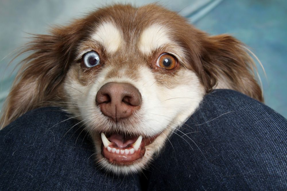 Klippemaskiner til hund  slik velger du riktig modell